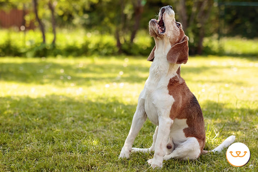 Por-qué-aúlla-mi-perro happypalmx