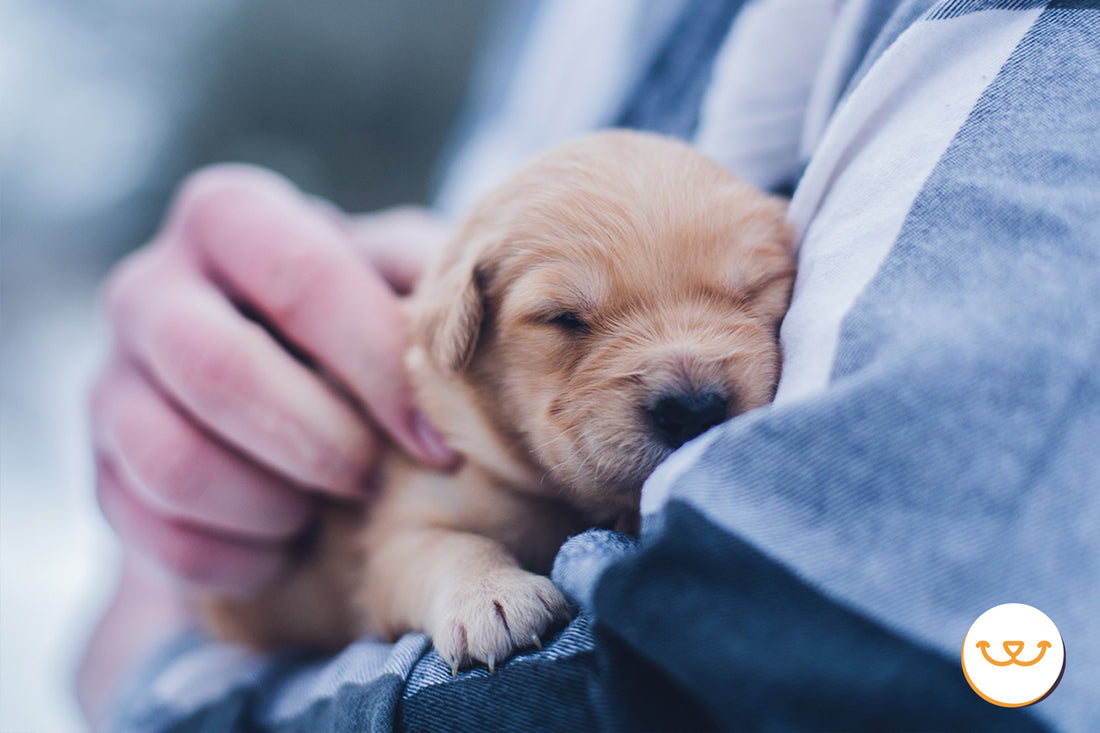 Por-qué-es-bueno-adoptar-un-perro happypalmx