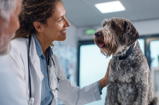 Productos naturales para veterinaria