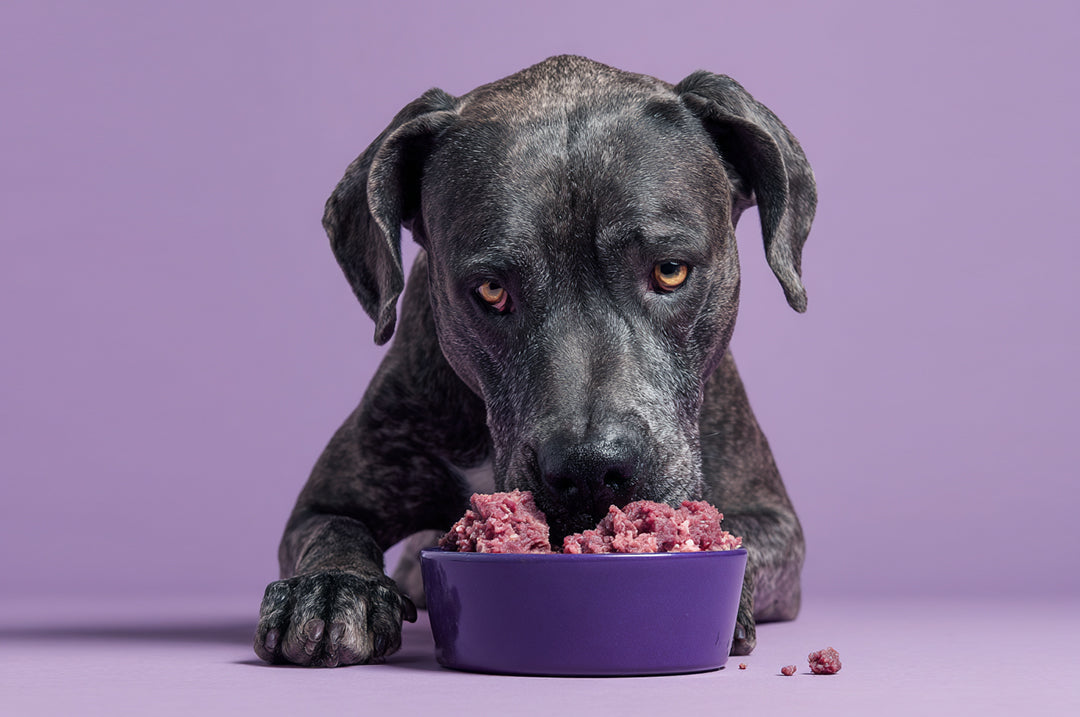 ¿Cuánta proteína debe tener una dieta BARF?