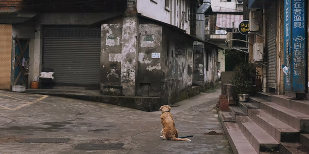 Qué-hacer-cuando-te-encuentras-a-un-perro-abandonado happypalmx