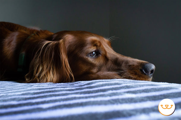 Tips y trucos para ayudar a un perro con ansiedad por separación