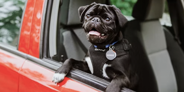 ¿Tu perro se marea en el coche?