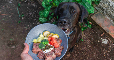 Dietas-crudas-para-perros happypalmx