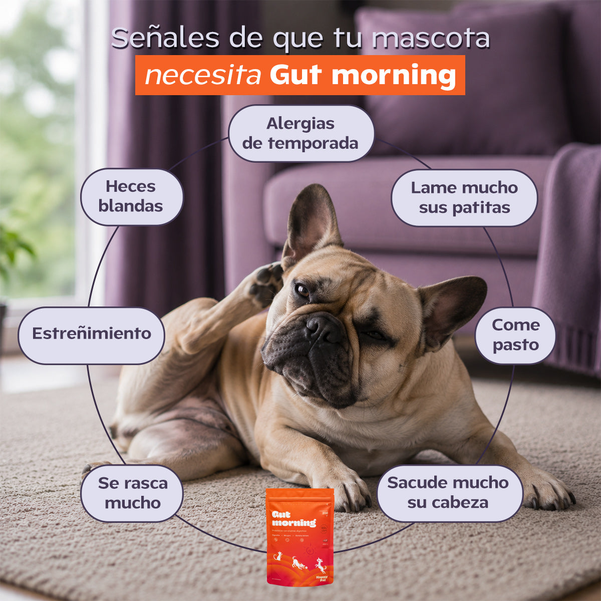 Gut Morning I Probióticos para perros. Suplemento para Salud Digestiva y Salud Intestinal
