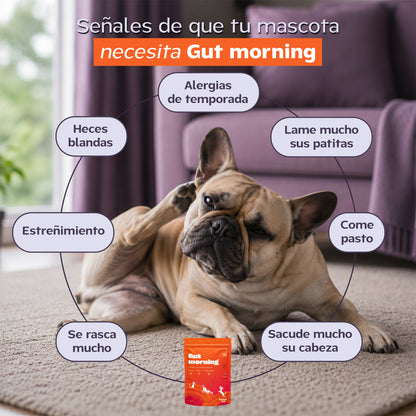 Gut Morning I Probióticos para perros. Suplemento para Salud Digestiva y Salud Intestinal