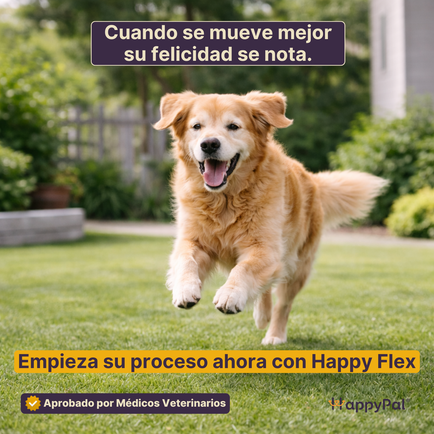 Happy Flex I  Anti Inflamatorio Para Perros y Gatos. Suplemento para articulaciones, huesos y cadera
